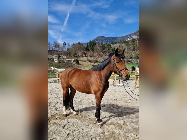 Cavallo sportivo irlandese Castrone 6 Anni 167 cm Baio in Gummern