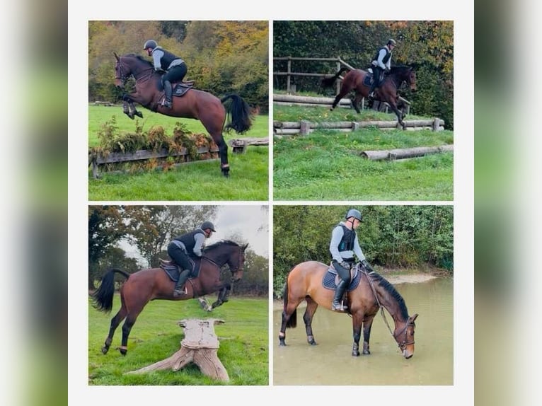 Cavallo sportivo irlandese Castrone 6 Anni 167 cm Baio in Wächtersbach