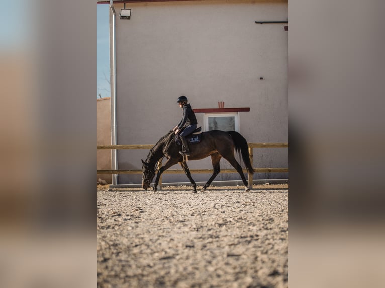 Cavallo sportivo irlandese Castrone 6 Anni 167 cm Baio nero in Poncins
