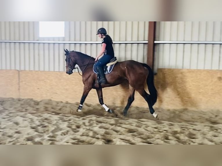 Cavallo sportivo irlandese Castrone 6 Anni 167 cm in Sligo