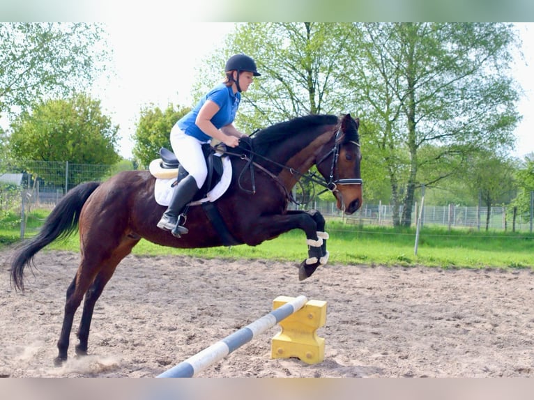 Cavallo sportivo irlandese Castrone 6 Anni 168 cm Baio in BerlinBerlin
