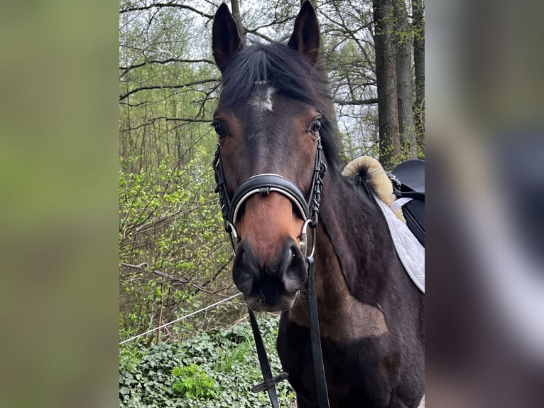 Cavallo sportivo irlandese Castrone 6 Anni 168 cm Baio in BerlinBerlin