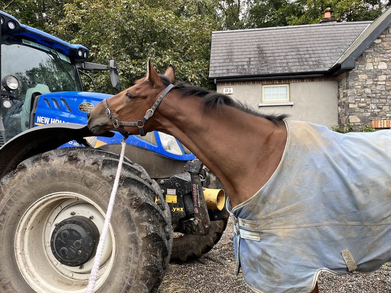 Cavallo sportivo irlandese Castrone 6 Anni 168 cm Baio ciliegia in Trim