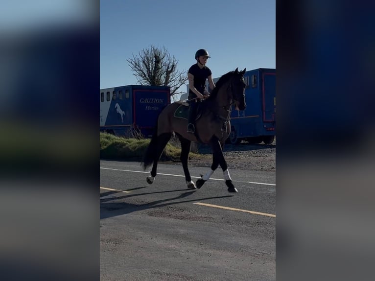 Cavallo sportivo irlandese Castrone 6 Anni 168 cm Baio scuro in Sligo