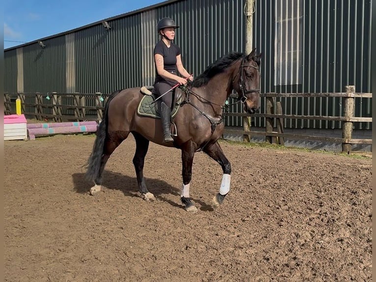 Cavallo sportivo irlandese Castrone 6 Anni 168 cm Baio scuro in Sligo