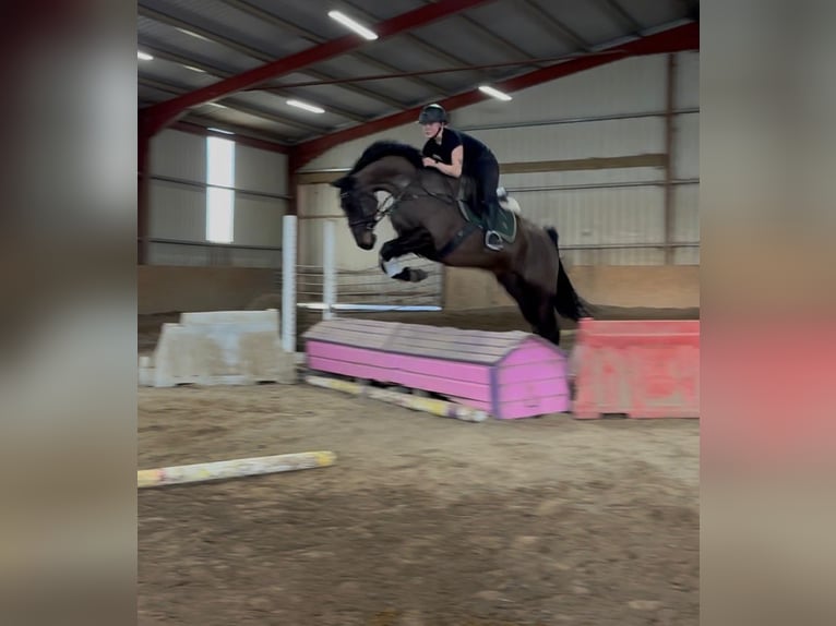 Cavallo sportivo irlandese Castrone 6 Anni 168 cm Baio scuro in Sligo