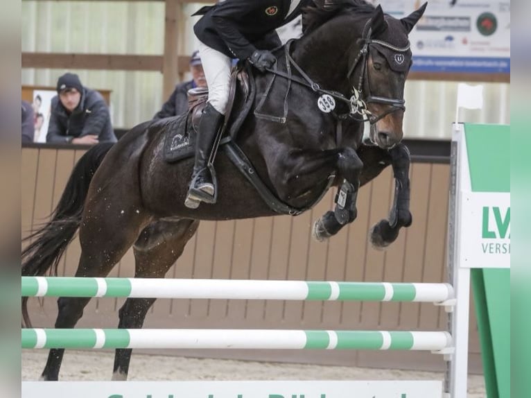 Cavallo sportivo irlandese Castrone 6 Anni 169 cm Baio scuro in Hof