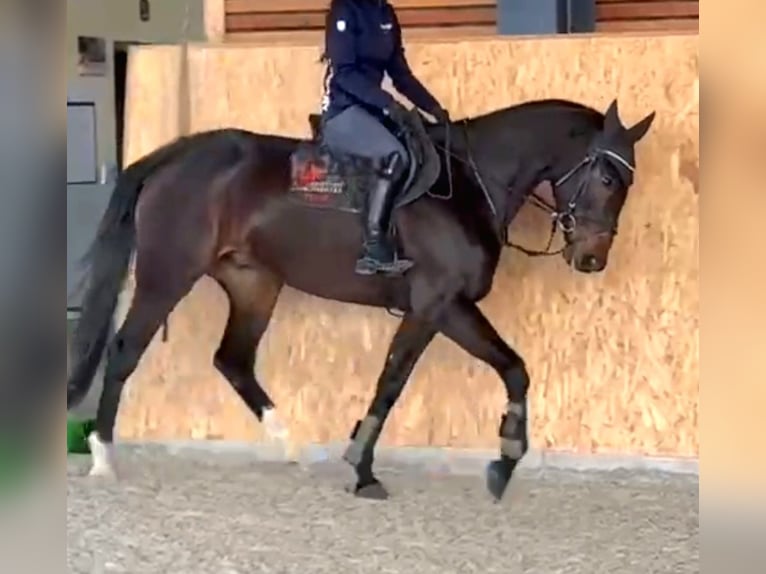 Cavallo sportivo irlandese Castrone 6 Anni 169 cm Baio scuro in Hof Cavallo sportivo irlandese Castrone 6 Anni 169 cm Baio scuro in Hof