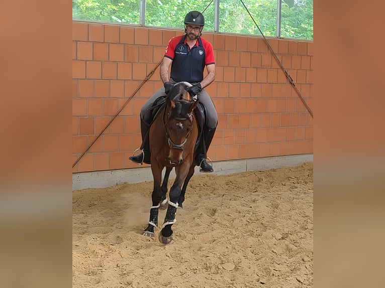 Cavallo sportivo irlandese Castrone 6 Anni 170 cm Baio in Lage