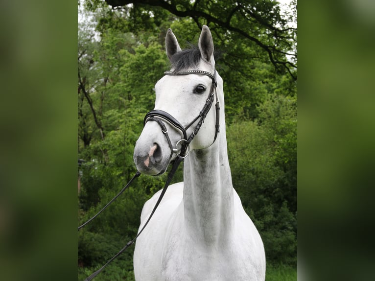 Cavallo sportivo irlandese Castrone 6 Anni 170 cm Grigio pezzato in Nettetal