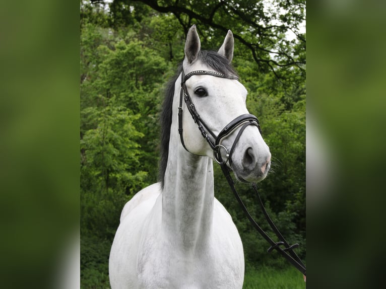 Cavallo sportivo irlandese Castrone 6 Anni 170 cm Grigio pezzato in Nettetal