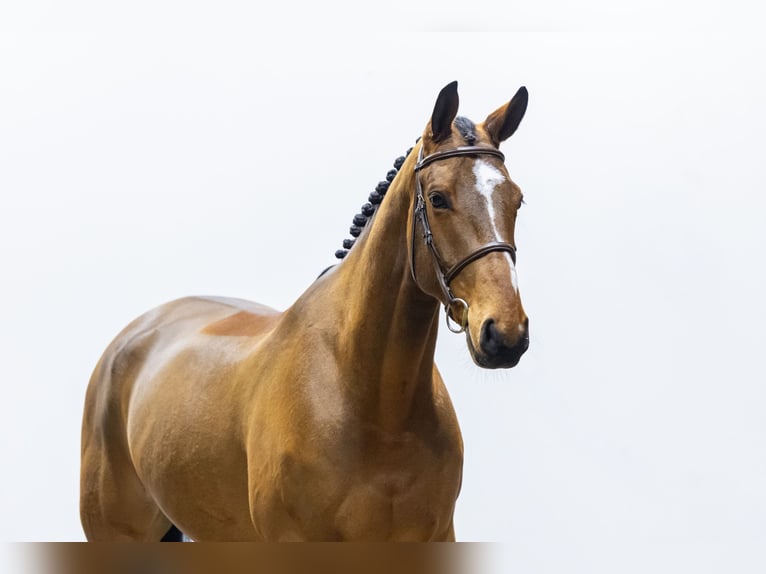 Cavallo sportivo irlandese Castrone 6 Anni 171 cm Baio in Waddinxveen