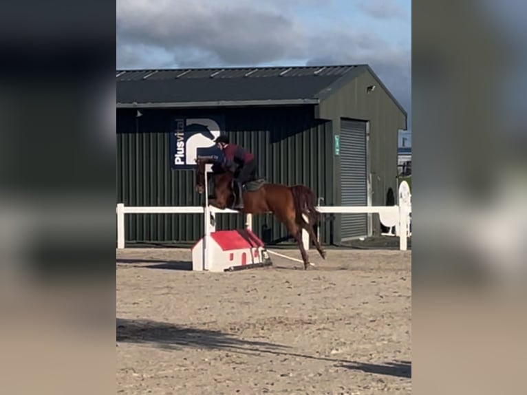 Cavallo sportivo irlandese Castrone 6 Anni 171 cm Sauro scuro in Westmeath