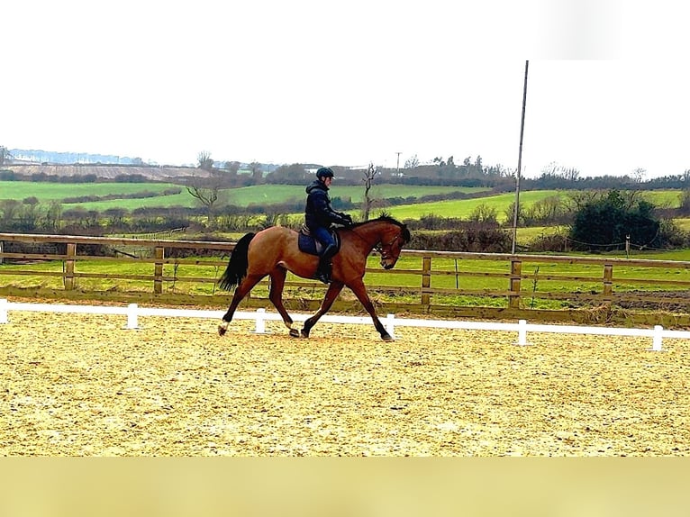 Cavallo sportivo irlandese Castrone 6 Anni 172 cm Baio ciliegia in Huddersfield