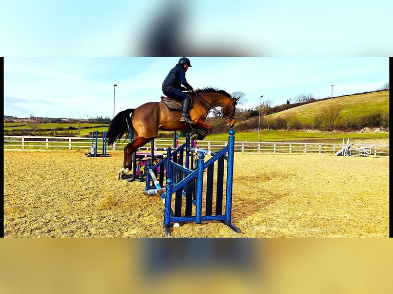 Cavallo sportivo irlandese Castrone 6 Anni 172 cm Baio ciliegia in Huddersfield