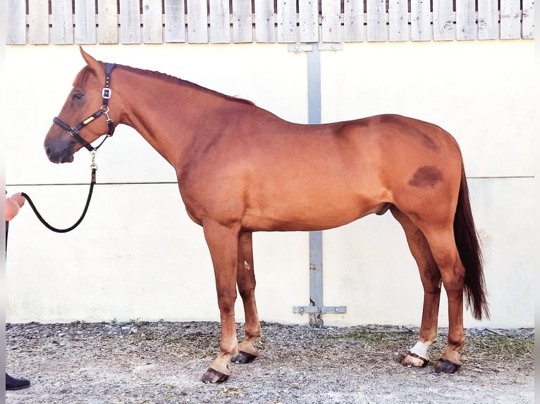 Cavallo sportivo irlandese Castrone 6 Anni 173 cm Sauro in Whitchurch