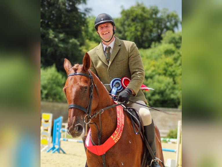 Cavallo sportivo irlandese Castrone 6 Anni 173 cm Sauro scuro in Richmond, Virginia