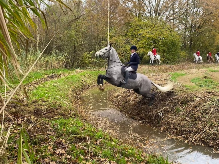 Cavallo sportivo irlandese Castrone 6 Anni 177 cm Grigio pezzato in Geilenkirchen