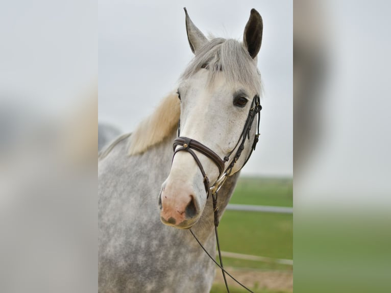 Cavallo sportivo irlandese Castrone 6 Anni 177 cm Grigio pezzato in Geilenkirchen