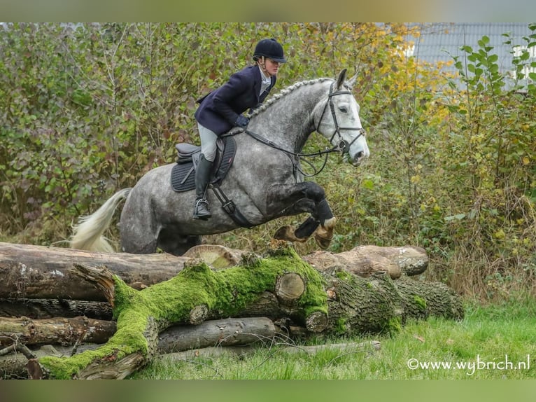 Cavallo sportivo irlandese Castrone 6 Anni 177 cm Grigio pezzato in Geilenkirchen