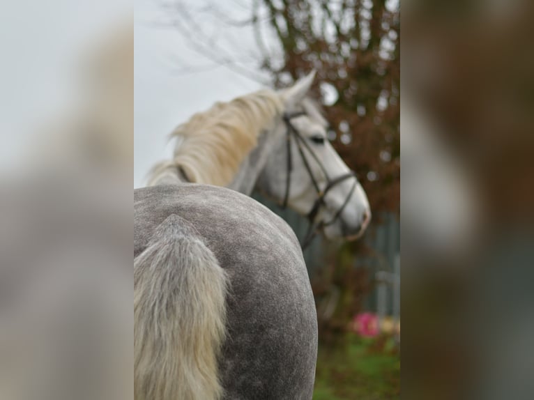 Cavallo sportivo irlandese Castrone 6 Anni 177 cm Grigio pezzato in Geilenkirchen