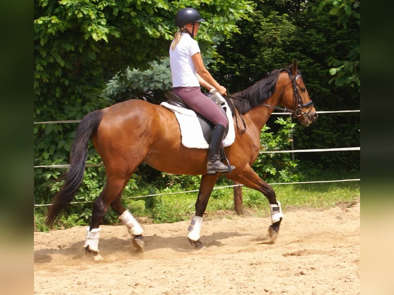 Cavallo sportivo irlandese Castrone 6 Anni Baio in Velpke