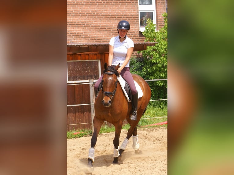 Cavallo sportivo irlandese Castrone 6 Anni Baio in Velpke