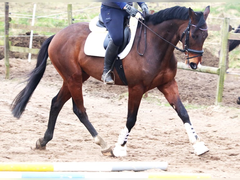 Cavallo sportivo irlandese Mix Castrone 6 Anni Baio in uelsen