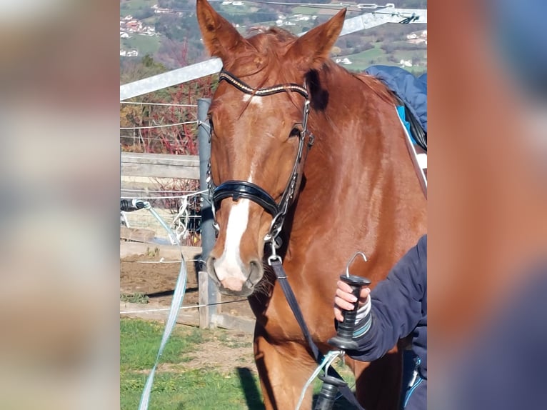 Cavallo sportivo irlandese Castrone 6 Anni Sauro in Pöllau