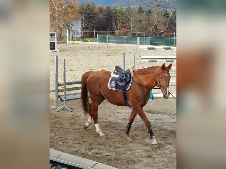 Cavallo sportivo irlandese Castrone 6 Anni Sauro in Pöllau