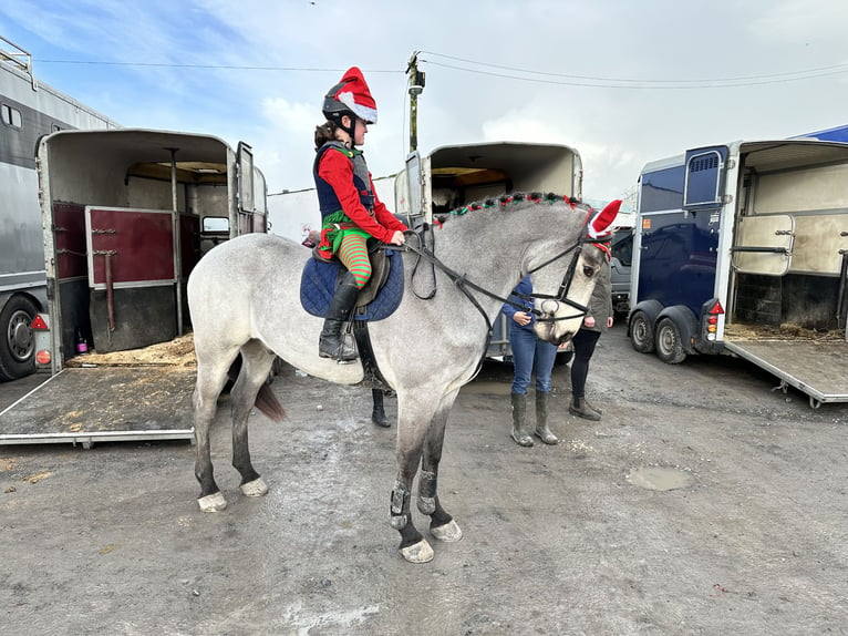 Cavallo sportivo irlandese Mix Castrone 7 Anni 148 cm Falbo in Galway