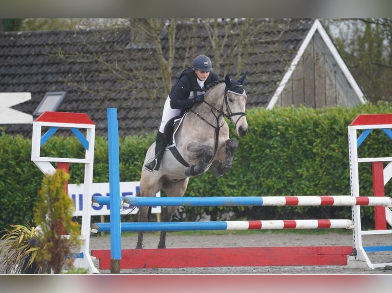 Cavallo sportivo irlandese Mix Castrone 7 Anni 148 cm Falbo in Galway