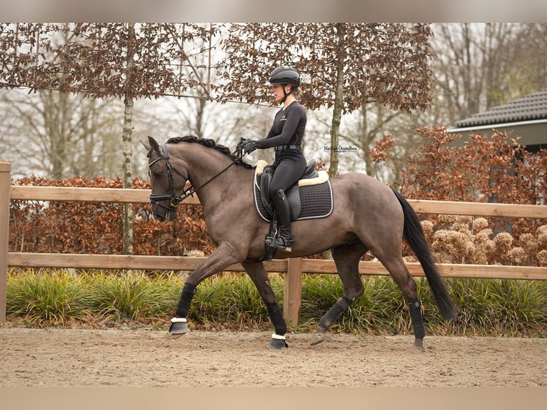 Cavallo sportivo irlandese Castrone 7 Anni 149 cm Morello in Oost West en Middelbeers