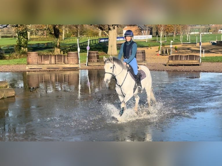 Cavallo sportivo irlandese Castrone 7 Anni 155 cm Grigio in Battle