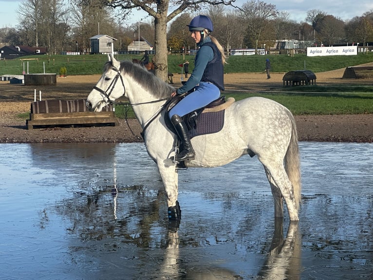 Cavallo sportivo irlandese Castrone 7 Anni 155 cm Grigio in Battle