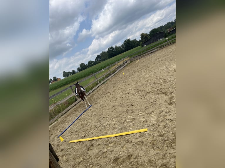 Cavallo sportivo irlandese Mix Castrone 7 Anni 156 cm Pezzato in Augsburg
