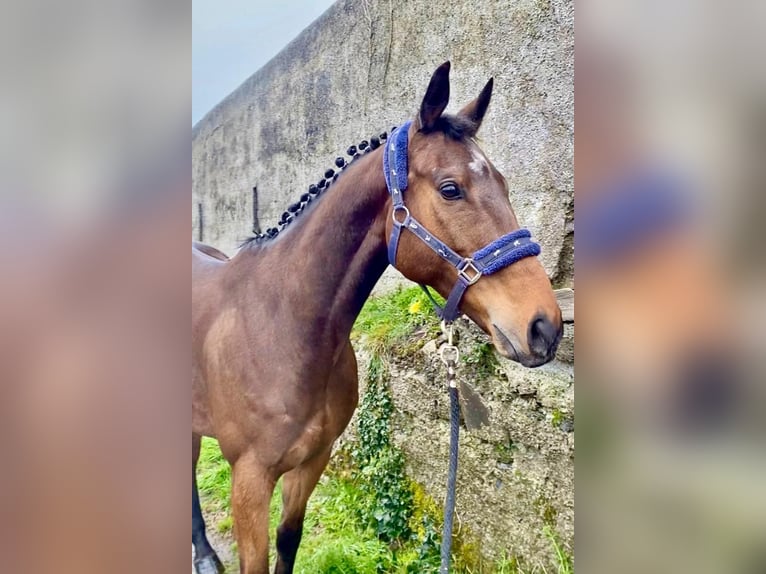 Cavallo sportivo irlandese Castrone 7 Anni 158 cm Baio in Sligo