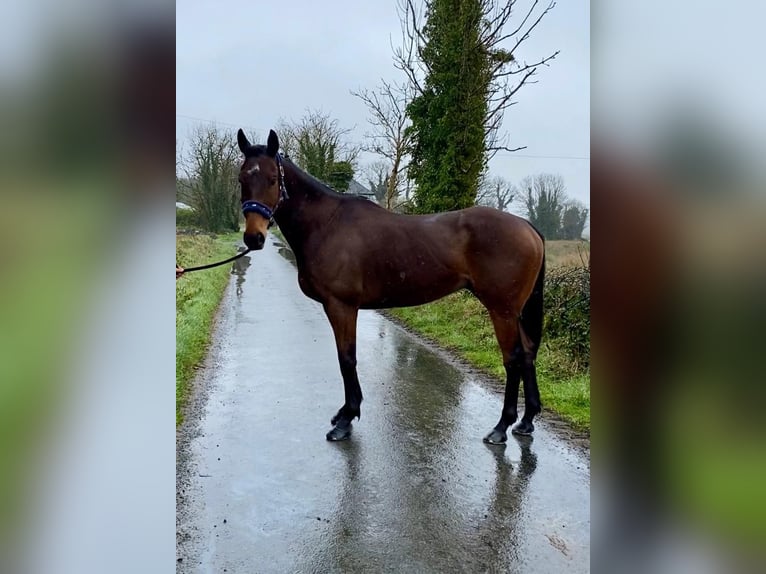 Cavallo sportivo irlandese Castrone 7 Anni 158 cm Baio in Sligo