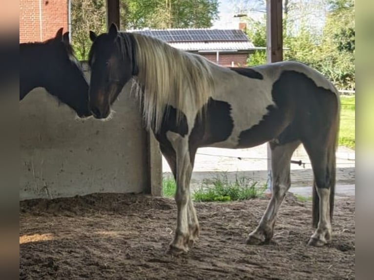 Cavallo sportivo irlandese Mix Castrone 7 Anni 158 cm Pezzato in Rhauderfehn