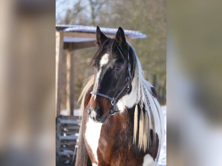 Cavallo sportivo irlandese Mix Castrone 7 Anni 158 cm Pezzato in Rhauderfehn