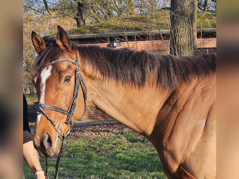 Cavallo sportivo irlandese Castrone 7 Anni 160 cm Baio in Wachtendonk