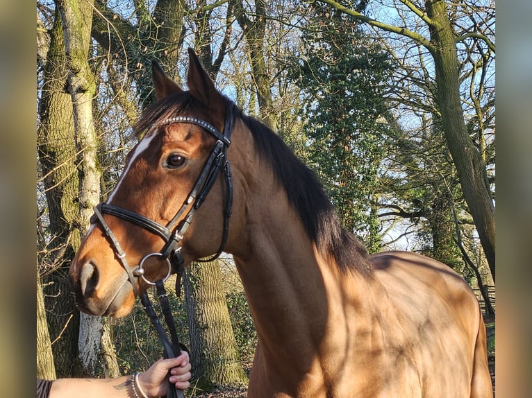 Cavallo sportivo irlandese Castrone 7 Anni 160 cm Baio in Wachtendonk