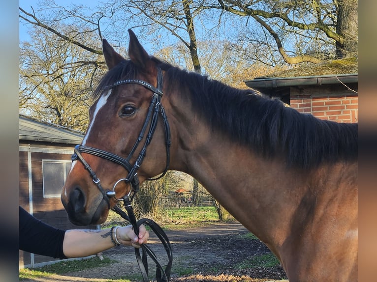 Cavallo sportivo irlandese Castrone 7 Anni 160 cm Baio in Wachtendonk