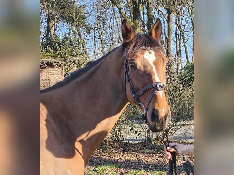 Cavallo sportivo irlandese Castrone 7 Anni 160 cm Baio in Wachtendonk