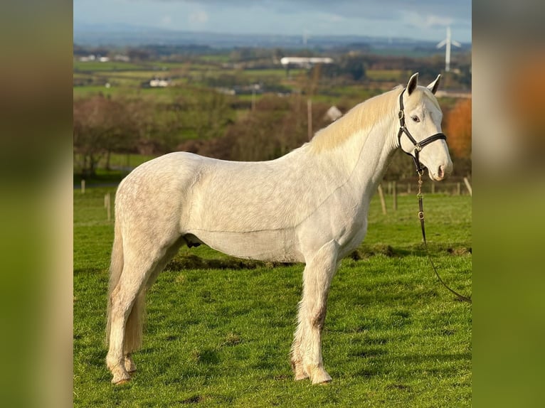 Cavallo sportivo irlandese Castrone 7 Anni 160 cm Grigio in Dublin