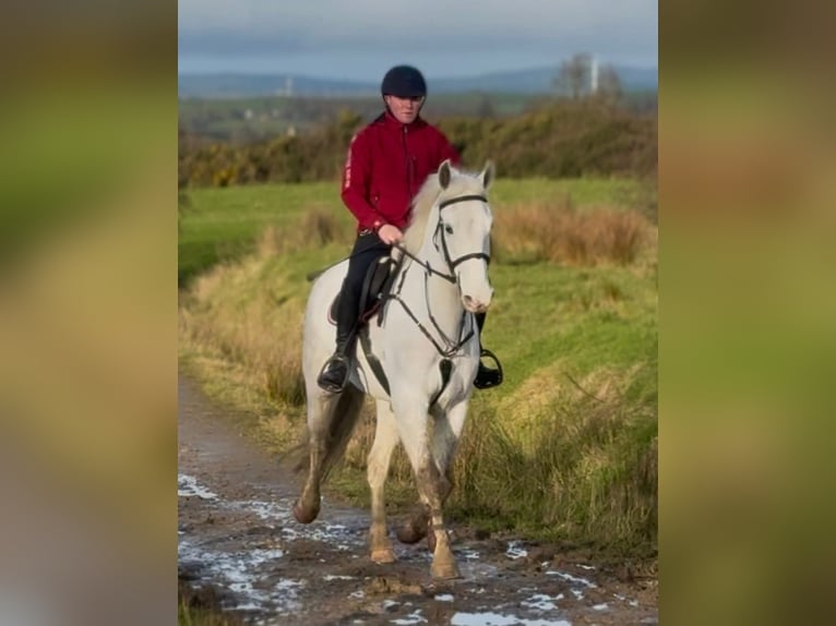 Cavallo sportivo irlandese Castrone 7 Anni 160 cm Grigio in Dublin