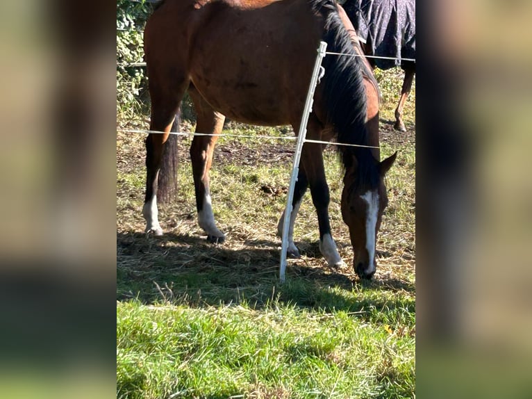 Cavallo sportivo irlandese Castrone 7 Anni 162 cm Baio in Fintel