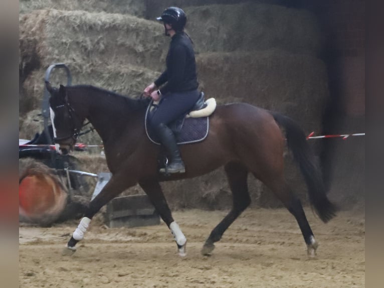 Cavallo sportivo irlandese Mix Castrone 7 Anni 162 cm Baio scuro in uelsen