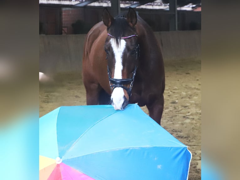 Cavallo sportivo irlandese Mix Castrone 7 Anni 162 cm Baio scuro in uelsen