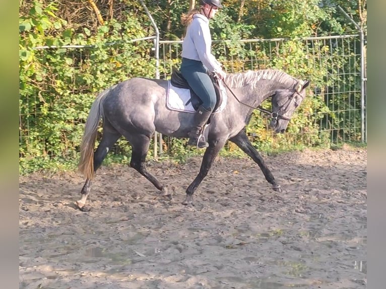 Cavallo sportivo irlandese Castrone 7 Anni 162 cm Grigio ferro in Lage